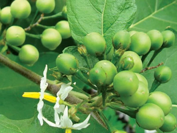 செரிமான பிரச்னைகளுக்கு `செக்’ வைக்கும் சுண்டைக்காய் | மூலிகை ரகசியம் - 14