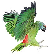 சொன்னதைச் சொல்லும் செல்லங்கள்