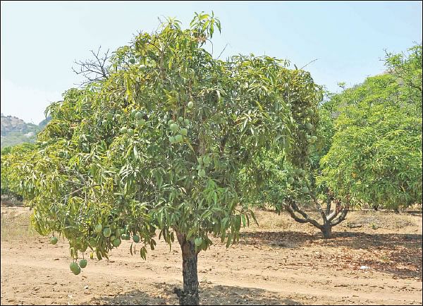 நீங்கள் கேட்டவை: வளமிழந்த நிலத்தை  ஜீரோ பட்ஜெட் முறையில் வளமாக்க முடியுமா?