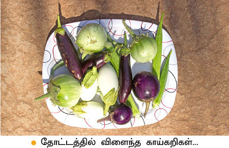 வீட்டுக்குள் விவசாயம் - 15