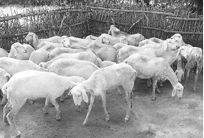 பருவ மழைக்காலம்... ஆடு, மாடுகள் கவனம்..!