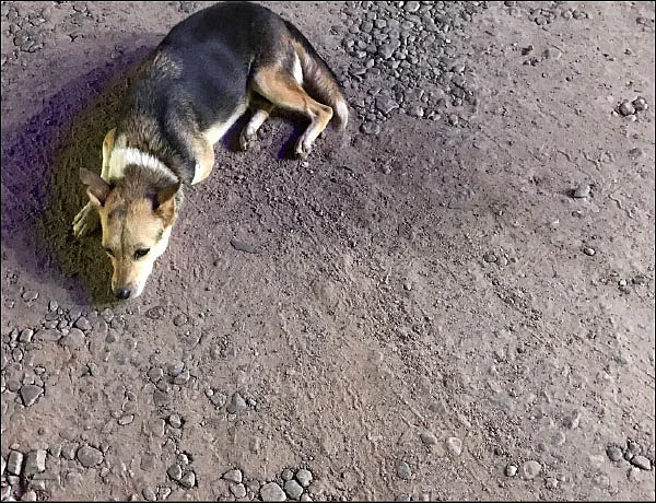“நாம் அவர்களிடம் கற்றுக்கொள்ள நிறைய இருக்கிறது!” - டிராட்ஸ்கி மருது