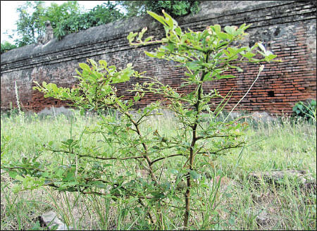 நீங்கள் விசாக நட்சத்திரமா?