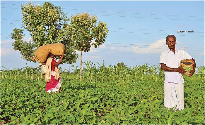2 ஏக்கர்... 120 நாள்கள்... ரூ.47 ஆயிரம்... - கைகொடுத்த கறுப்பு கானம்!