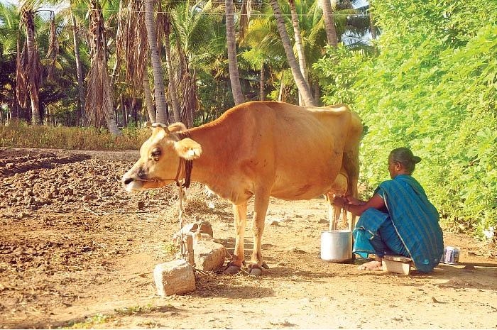பால் கொடுக்கும் ‘பலே’ வருமானம்! - உழவர்களை உயர்த்தும் உற்பத்தியாளர் நிறுவனம்!
