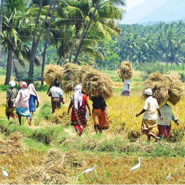 பயிர்க் காப்பீட்டுக் குளறுபடி... தவிக்கும் விவசாயிகள்!
