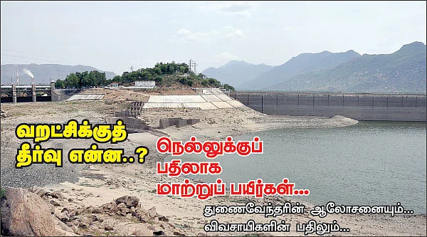 நெல்லுக்குப் பதிலாக மாற்றுப் பயிர்கள் !