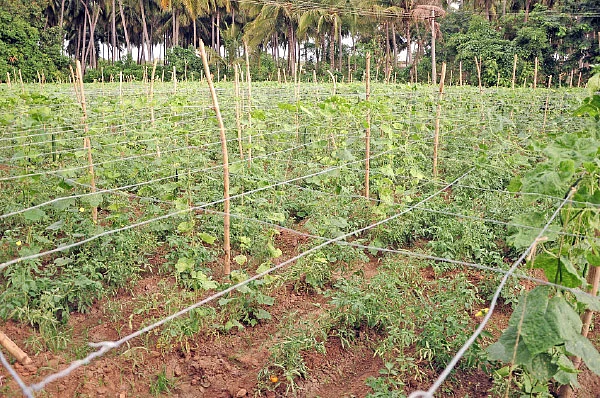 ஒரு ஏக்கரில் ரூ.3,20,000... பட்டையை கிளப்பும் பந்தல் காய்கறிகள்!