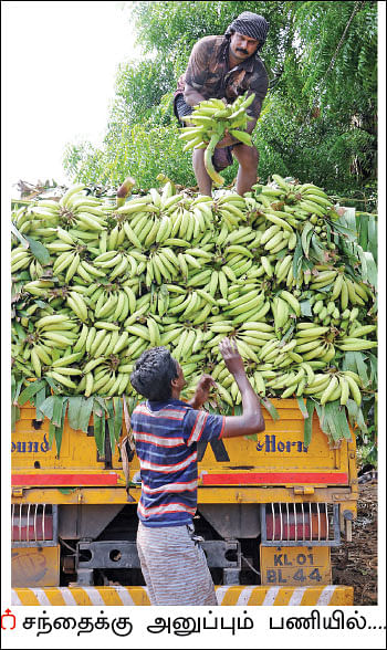 நிச்சய வருமானம் கொடுக்கும் நேந்திரன் வாழை - 1 ஏக்கர்... 10 மாதங்கள்... ரூ 3 லட்சம் லாபம்!