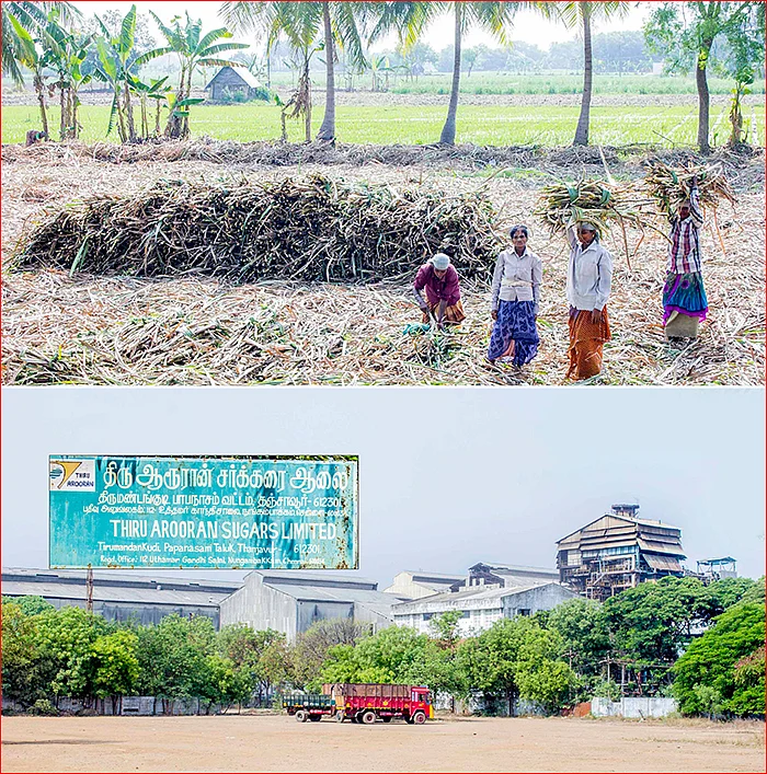 கைவிரிக்கும் சர்க்கரை ஆலைகள்... கையாலாகாத தமிழக அரசு...