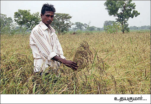 இலுப்பைப்பூ சம்பா...
