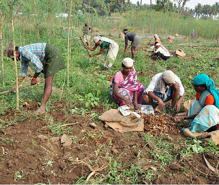 மஞ்சள்... உள்நாட்டுக்கு உருண்டை ரகம்... வெளிநாட்டுக்கு நீள ரகம்!