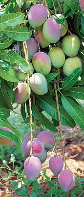 மாம்பழங்கள் பற்றிய கேள்விகளும்... பதில்களும்!