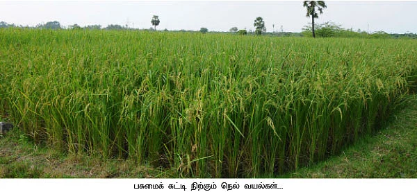 பாலைவனமாகும் பரிதாப டெல்டா