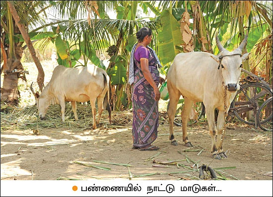 கலக்கும் கவுந்தப்பாடி நாட்டுச் சர்க்கரை!