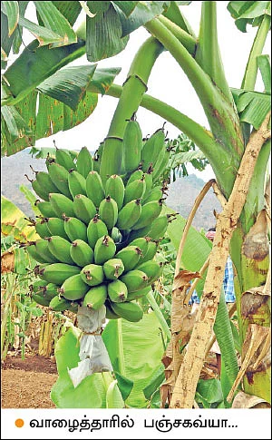 50 சென்ட்... 70,000 ரூபாய்... வாரிக்கொடுக்கும் வாழை...
