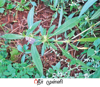 நல்மருந்து - தெரிந்த செடிகள்... தெரியாத பயன்கள்! - 8