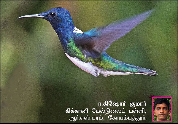 சுட்டி ஸ்டார் நியூஸ்!