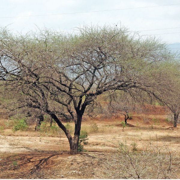 மரம் செய விரும்பு! - கருவேலம்... வெள்வேலம்... கால்நடைகளுக்குக் கண்கண்ட தீவனம்!