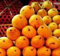 மாம்பழ சீஸன்: