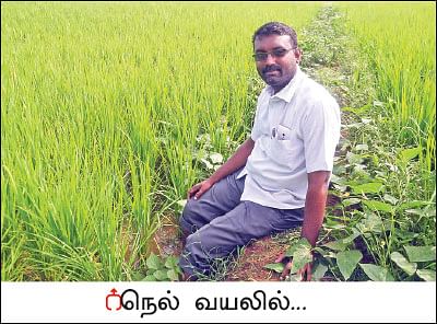 அன்று கல்லுக்கொல்லை...  இன்று நெல்லுக்கொல்லை! - வீணான நிலம் விளைநிலமான கதை