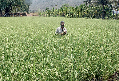அரை ஏக்கரில் 21 மூட்டை...