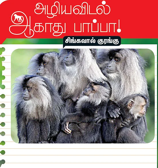 அழிய விடல் ஆகாது பாப்பா! - சிங்கவால் குரங்கு