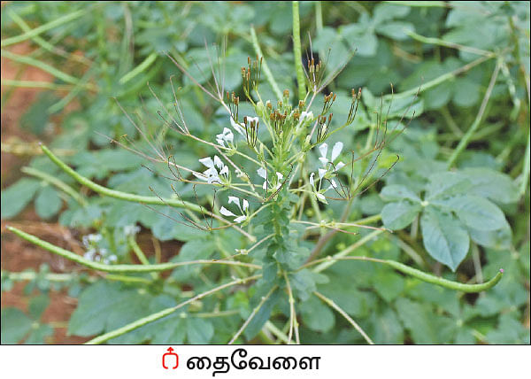 நல்மருந்து - தெரிந்த செடிகள்... தெரியாத பயன்கள்! - 18