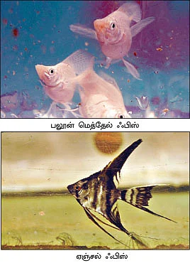 அசத்தலான அலங்கார மீன் வளர்ப்பு...