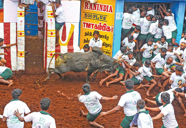 ஜல்லிக்கட்டு - பாரம்பர்யத்தைக் காக்க வந்த ‘இளம் காளைகள்!’