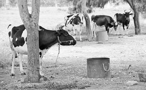 நீங்கள் கேட்டவை: மாட்டுச் சிறுநீரை சேகரிக்கும் சூட்சுமங்கள்!