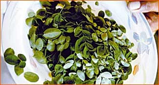 முருங்கையில் இத்தனை லாபமா?