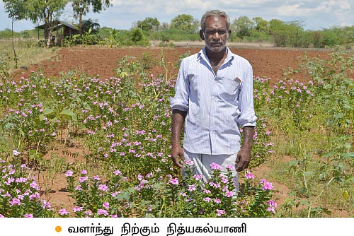 கொத்தமல்லி ஓமம், நித்யகல்யாணி... ஊடுபயிர் மூலம் நிச்சய லாபம்!