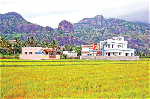 குறைந்துபோன நெல் சாகுபடி... அழிந்துபோன பாரம்பர்ய ரகங்கள்!