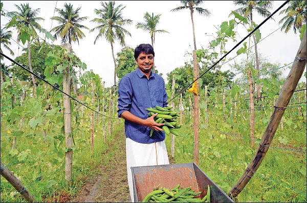 30 சென்ட்... 140 நாள்கள்... ரூ.73 ஆயிரம் வருமானம்! - பங்கமில்லாமல் வருமானம் கொடுக்கும் பந்தல் காய்கறி!