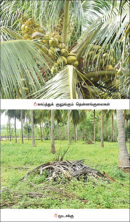 அன்று 56 காய்கள்... இன்று 180 காய்கள்! - தென்னையைச் செழிக்க வைத்த இயற்கைத் தொழில்நுட்பங்கள்!
