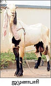 ''ஆண்டுக்கு ஒரு தடவை பொலிக் கிடாவை மாத்தணும்!''