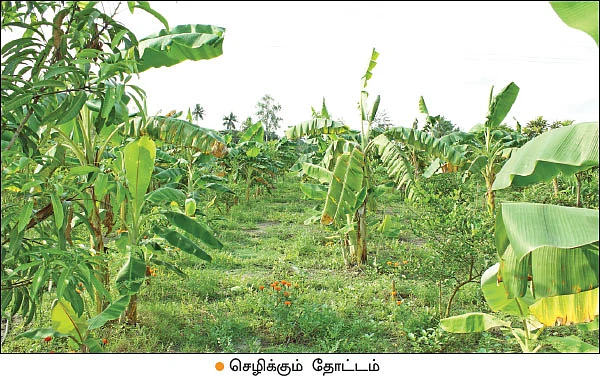 வேஸ்ட் டீகம்போஸர்... - 20 ரூபாயில் வாழ்நாள் முழுவதும் இயற்கை உரம்!