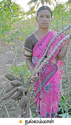 வீழ்ந்தது மரவள்ளி விலை... மாட்டுக்குத் தீவனமாகும் அவலம்!