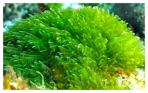 1 டன் ரூ 1 கோடி... செம்மரம் வளர்ப்பில் சிக்கல் உண்டா?