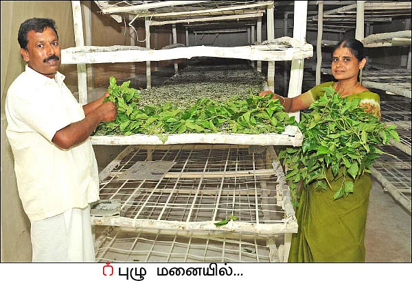 5 ஏக்கர்... மாதம் ரூ 1 லட்சம் வருமானம்... ஜெயிக்க வைத்த ஜீரோ பட்ஜெட் மல்பெரி