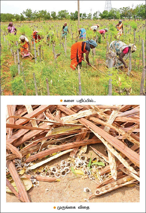 ஏக்கருக்கு ரூ.2,50,000... உலர் முருங்கை இலையில் உன்னத வருமானம்! - பேராசிரியரின் இயற்கைச் சாகுபடி!