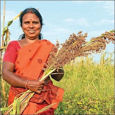 மானாவாரி விவசாயம்... - இயற்கையில் செழிக்கும் சிறுதானியங்கள்!