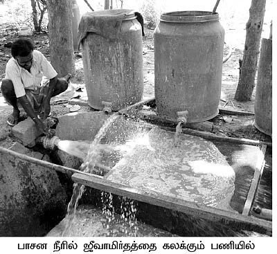 தென்னையைச் செழிக்க வைக்கும் மூடாக்கு மந்திரம்!