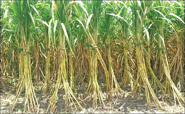 நல்ல மகசூல் தரும் புதிய ரகங்கள்!