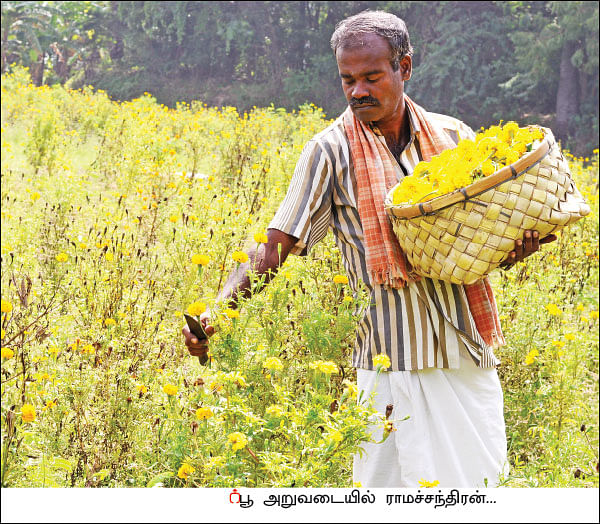 அறுபது சென்ட் நிலம்... ரூ76 ஆயிரம் லாபம்! - செழிப்பான லாபம் கொடுக்கும் செண்டுமல்லி!