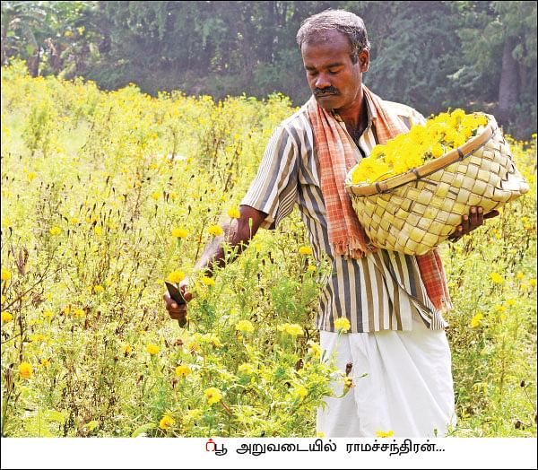 அறுபது சென்ட் நிலம்... ரூ76 ஆயிரம் லாபம்! - செழிப்பான லாபம் கொடுக்கும் செண்டுமல்லி!