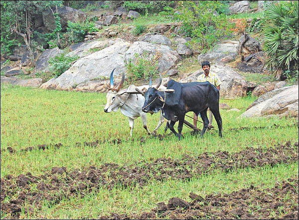 மண், மக்கள், மகசூல்! - மாட்டுச்சாணம் மூலம் மண் நலத்தை அறியலாம்!