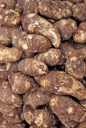 இயற்கை டாக்டர்