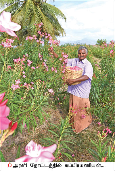 50 சென்ட் ரோஜா... 50 சென்ட் அரளி... மாதம் ரூ 25,000!